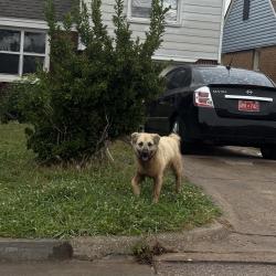 Found/Stray Male Dog last seen scrambld, Oklahoma City, OK 73111