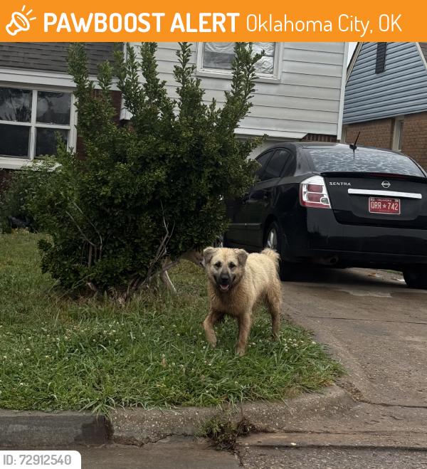 Found/Stray Male Dog last seen scrambld, Oklahoma City, OK 73111