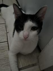 Reunited Female Cat last seen Near 89th Ave, Queens, NY 11421