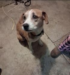 Reunited Female Dog last seen FM 463, Devine, TX 78016