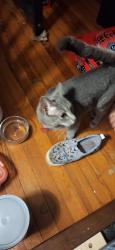 Reunited Female Cat last seen East 21st Street, Covington, KY 41014