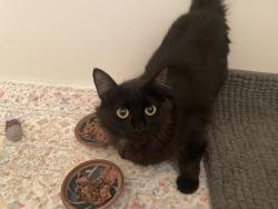 Found/Stray Female Cat last seen Central and Juan Tabo, Albuquerque, NM 87123
