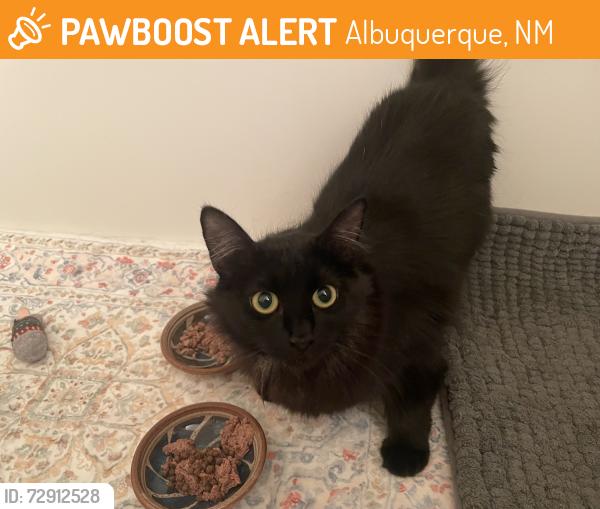 Found/Stray Female Cat last seen Central and Juan Tabo, Albuquerque, NM 87123