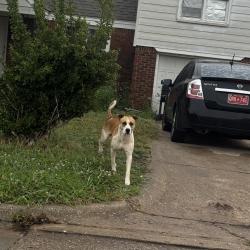 Found/Stray Male Dog last seen scrambld, Oklahoma City, OK 73111