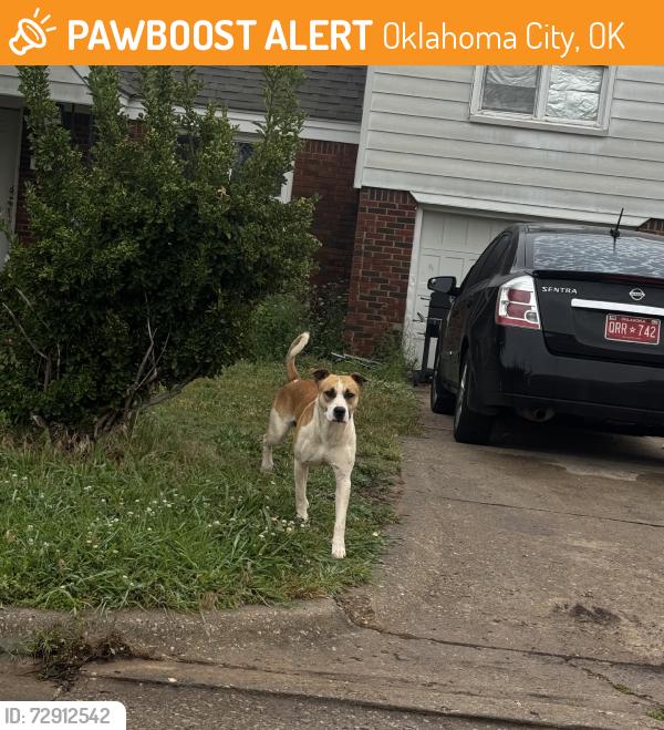 Found/Stray Male Dog last seen scrambld, Oklahoma City, OK 73111