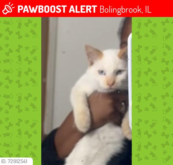 Lost Male Cat last seen Hywood Cherry ct, Bolingbrook, IL 60440