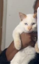 Lost Male Cat last seen Hywood Cherry ct, Bolingbrook, IL 60440