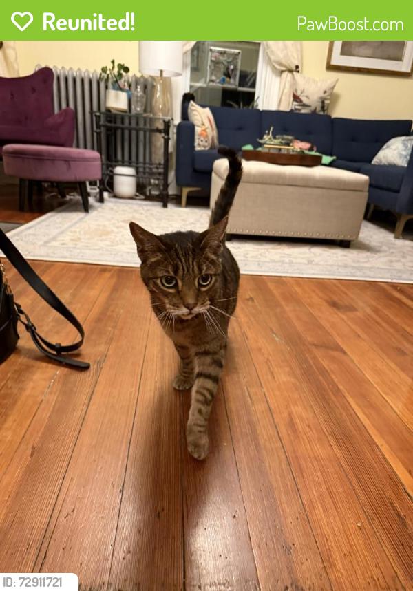 Reunited Male Cat last seen Gale st Malden MA, Malden, MA 02148