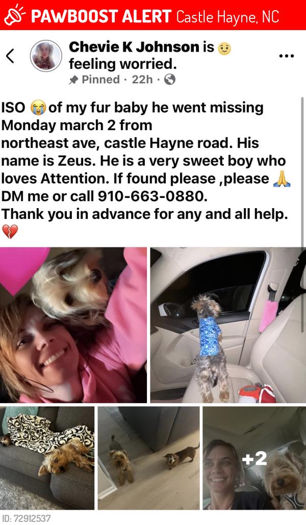 Lost Male Dog last seen North east avenue, castle hayne , by the kangaroo and redneck beach, Castle Hayne, NC 28429