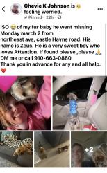 Lost Male Dog last seen North east avenue, castle hayne , by the kangaroo and redneck beach, Castle Hayne, NC 28429