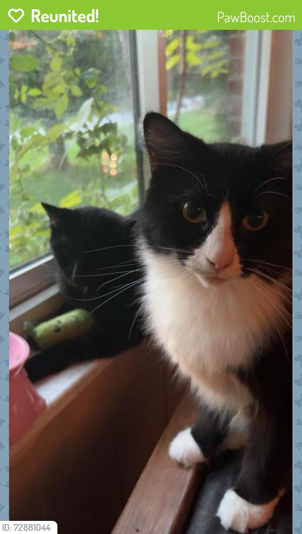 Reunited Male Cat last seen near the end of moody ave, Candler, NC 28715