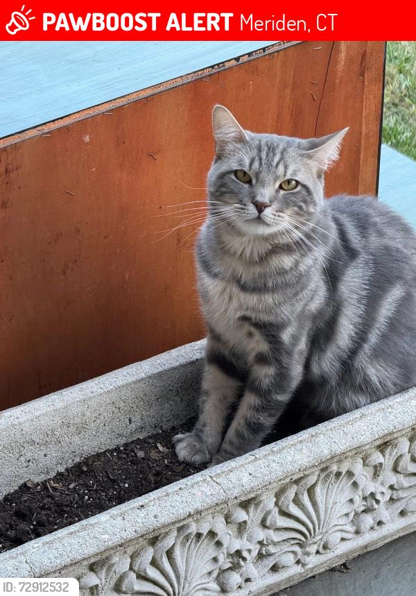 Lost Male Cat last seen West Main Street, Meriden, CT 06451