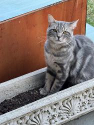 Lost Male Cat last seen West Main Street, Meriden, CT 06451