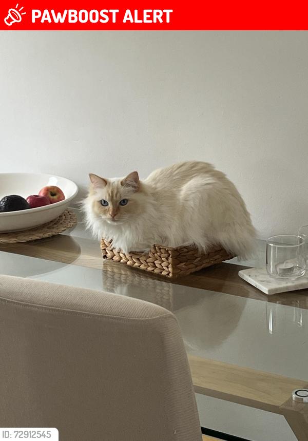 Lost Female Cat last seen Co-op Launde Way Groby, Groby, England LE6 0YP