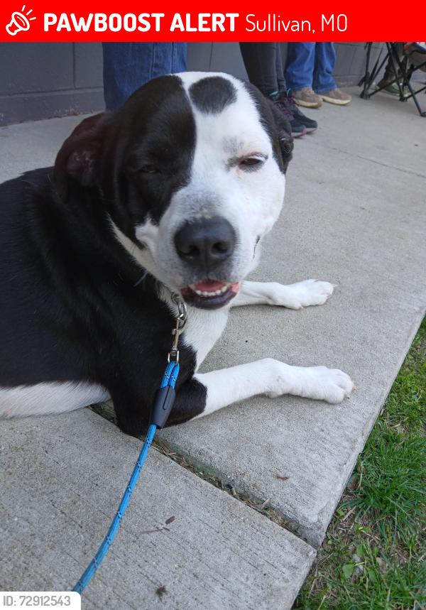 Lost Male Dog last seen City lake, Sullivan, MO 63080