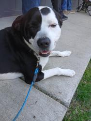 Lost Male Dog last seen City lake, Sullivan, MO 63080