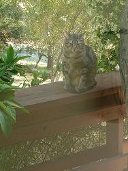 Lost Female Cat last seen fawn hill or baxter grade, Placer County, CA 95603