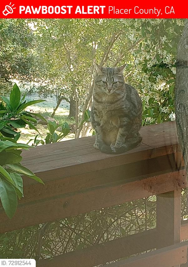 Lost Female Cat last seen fawn hill or baxter grade, Placer County, CA 95603