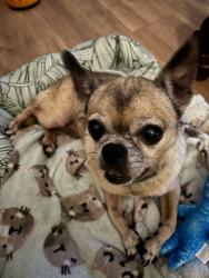 Reunited Female Dog last seen Lincoln Street and 24tg Ave, Hollywood, FL 33021