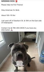 Reunited Male Dog last seen Dearborn St. & 10th on the East side of Indianapolis, Indianapolis, IN 46201
