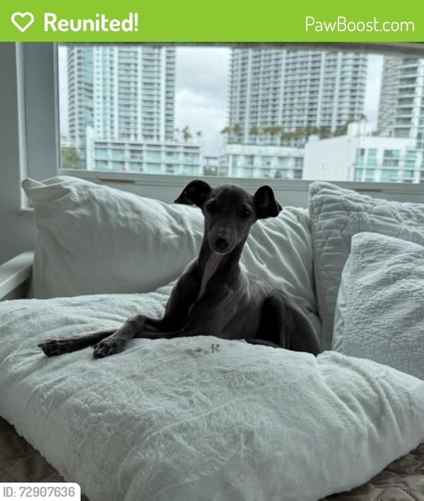 Reunited Female Dog last seen SW 4th Street, Miami, FL 33135