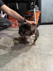 Found/Stray Female Dog last seen Fitzhugh ave,, Fort Worth, TX 76105