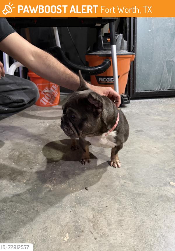 Found/Stray Female Dog last seen Fitzhugh ave,, Fort Worth, TX 76105