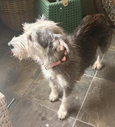Lost Female Dog last seen Augusta Pines Pkwy and Inverness, Spring, TX 77389