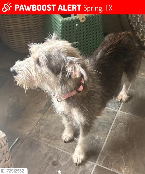 Lost Female Dog last seen Augusta Pines Pkwy and Inverness, Spring, TX 77389