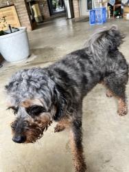 Reunited Male Dog last seen Dodge city, Killeen, TX 76549