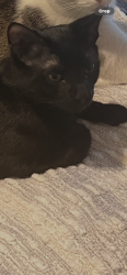 Lost Male Cat last seen Valencia ln E and Valencia blvd , Palm Harbor, FL 34684