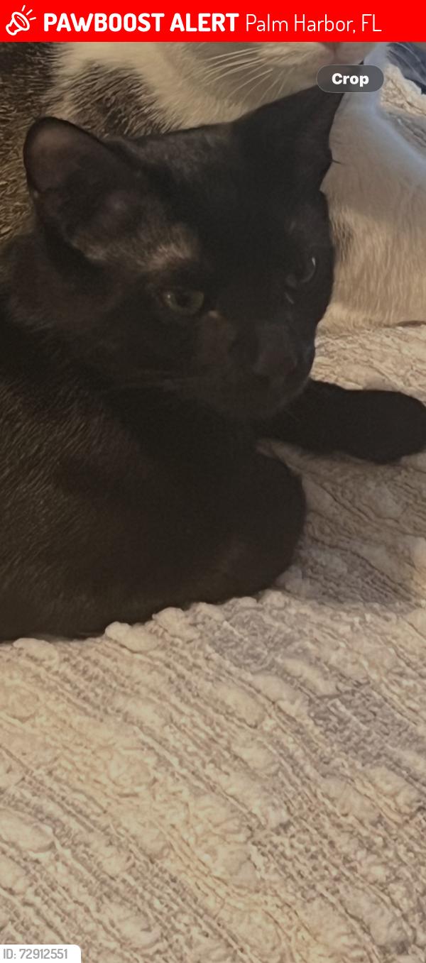 Lost Male Cat last seen Valencia ln E and Valencia blvd, Palm Harbor, FL 34684