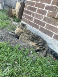 Reunited Male Cat last seen Morris St and Hunt St, McKinney, TX 75069