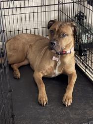 Reunited Female Dog last seen Hanes Ave Winston-Salem NC, Winston-Salem, NC 27105