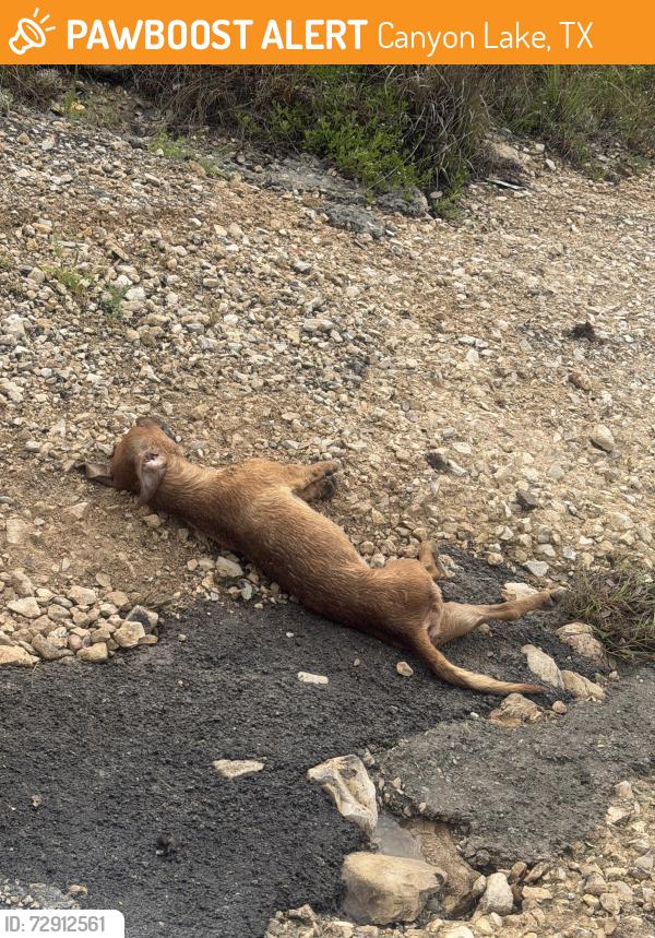 Found/Stray Unknown Dog last seen Queen Anne canyon lake tx & Fm 2673 , Canyon Lake, TX 78133