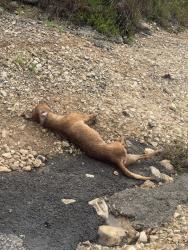 Found/Stray Unknown Dog last seen Queen Anne canyon lake tx & Fm 2673 , Canyon Lake, TX 78133