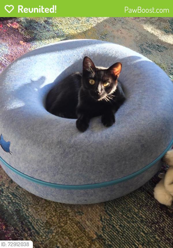 Reunited Female Cat last seen Mission blvd, Santa Rosa, CA 95409