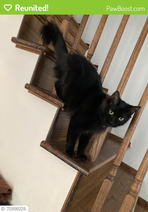 Reunited Female Cat last seen Oak street , Scranton, PA 18508