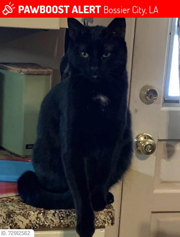 Lost Male Cat last seen Alison and Niles in Bossier City , Bossier City, LA 71112