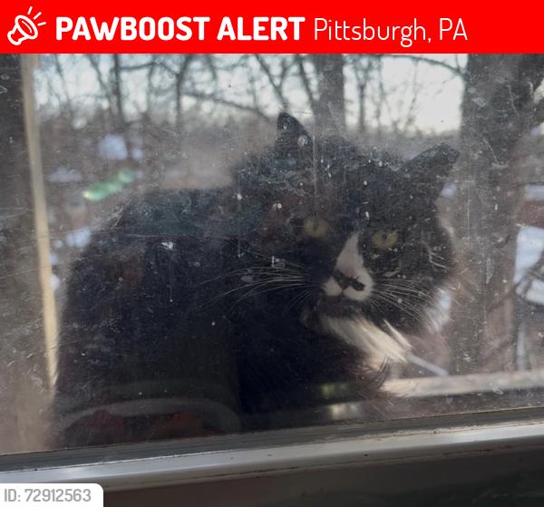 Lost Female Cat last seen Morrowfield ave and Isle way, Pittsburgh, PA 15217