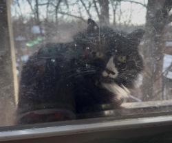 Lost Female Cat last seen Morrowfield ave and Isle way, Pittsburgh, PA 15217