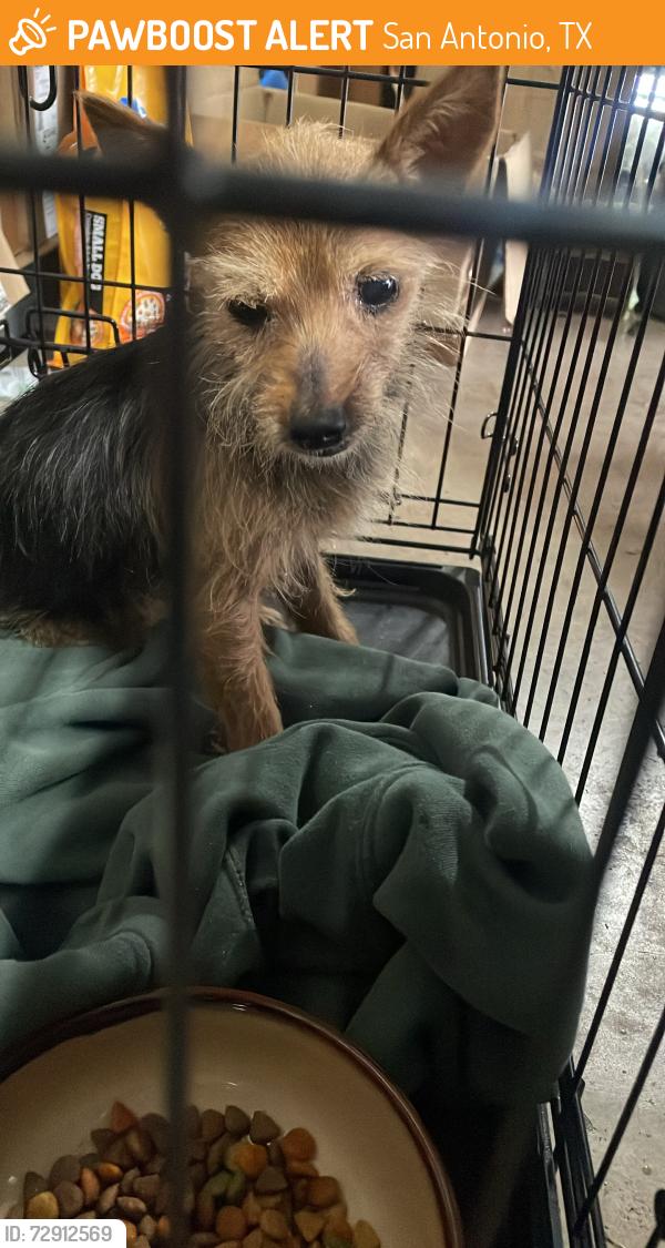 Found/Stray Female Dog last seen Fortune drive, San Antonio, TX 78250