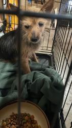 Found/Stray Female Dog last seen Fortune drive, San Antonio, TX 78250
