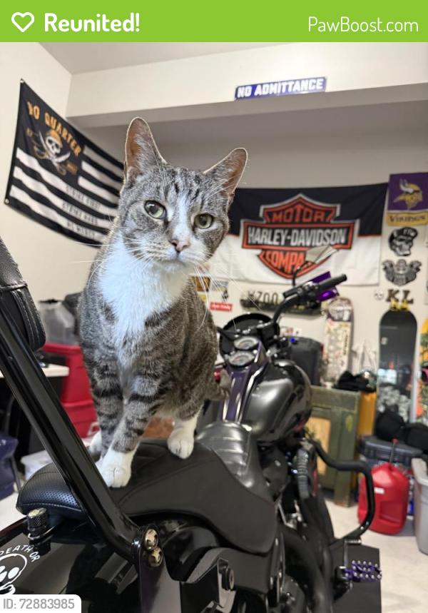 Reunited Female Cat last seen Mack blvd, Allentown, PA 18103