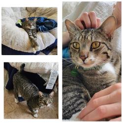Reunited Male Cat last seen N 16Th and Huson, Tacoma, Tacoma, WA 98406