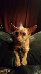 Reunited Male Dog last seen N Bradley Ave, Oklahoma City, OK 73127, USA, Oklahoma City, OK 73127