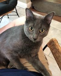 Reunited Male Cat last seen Winding way , Allen, TX 75002