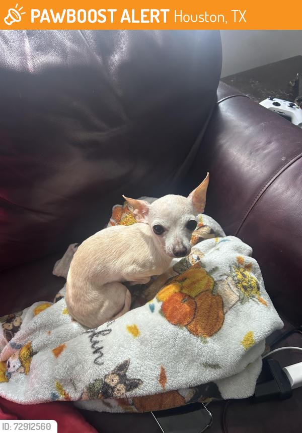 Found/Stray Female Dog last seen Highway 6 and briar forest, Houston, TX 77084