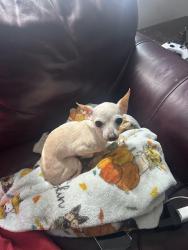 Found/Stray Female Dog last seen Highway 6 and briar forest, Houston, TX 77084