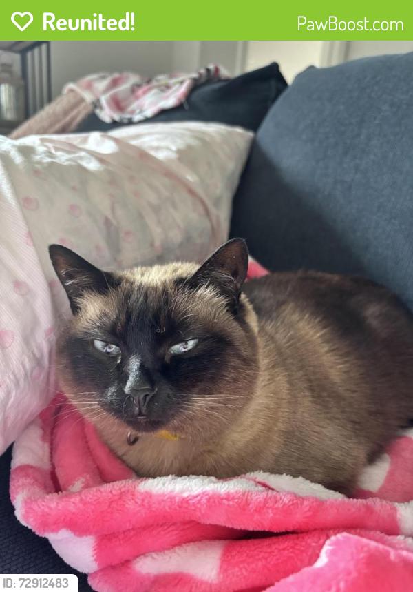 Reunited Female Cat last seen right next to BP gas station , Fenton, MO 63026